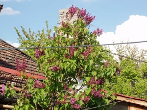 Liliac        